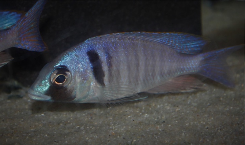 Placidochromis electra 'Londo Bay'